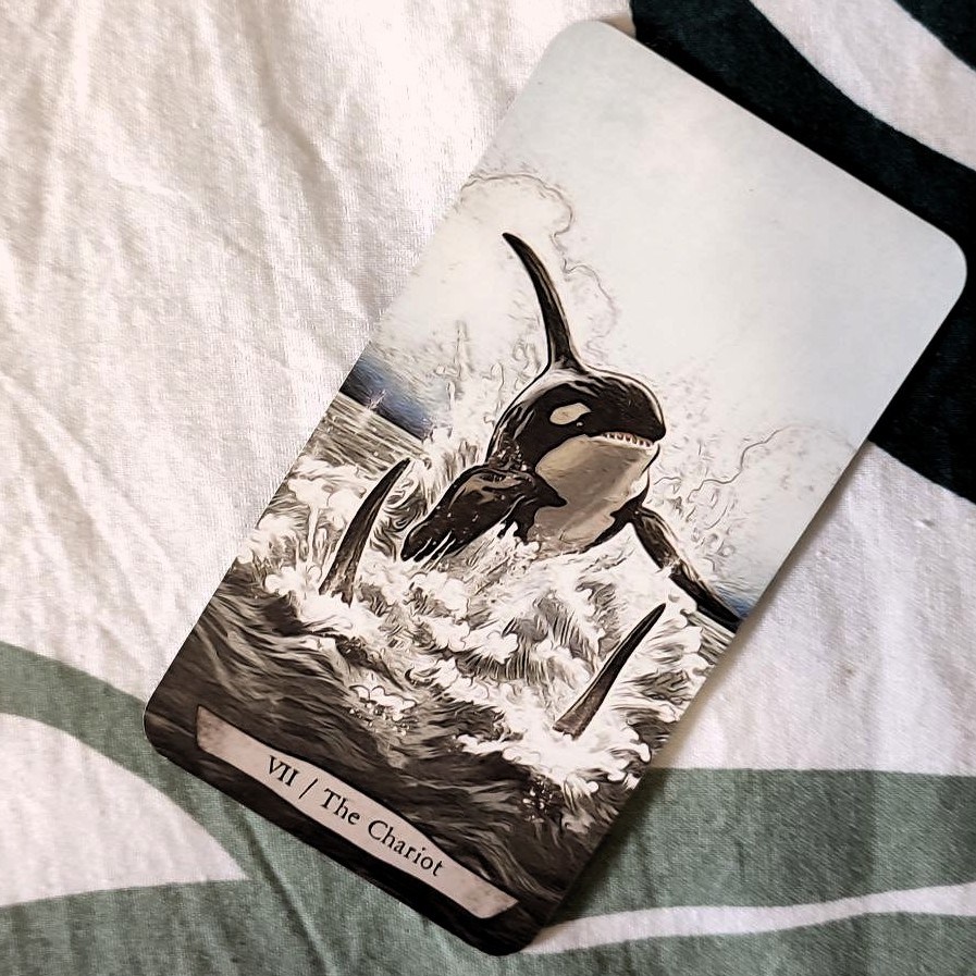 Featured image of post A Orca Contra o Mar (Tamara R.V.)